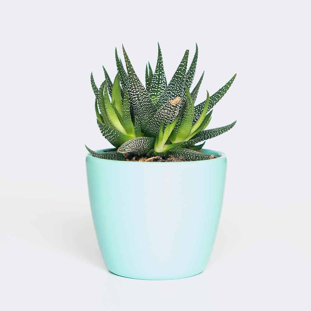 plant6 free img plant6 free img